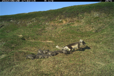 Record year for the arctic fox in Varanger